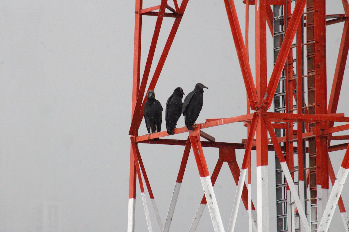 Black Vulture - ML643560586