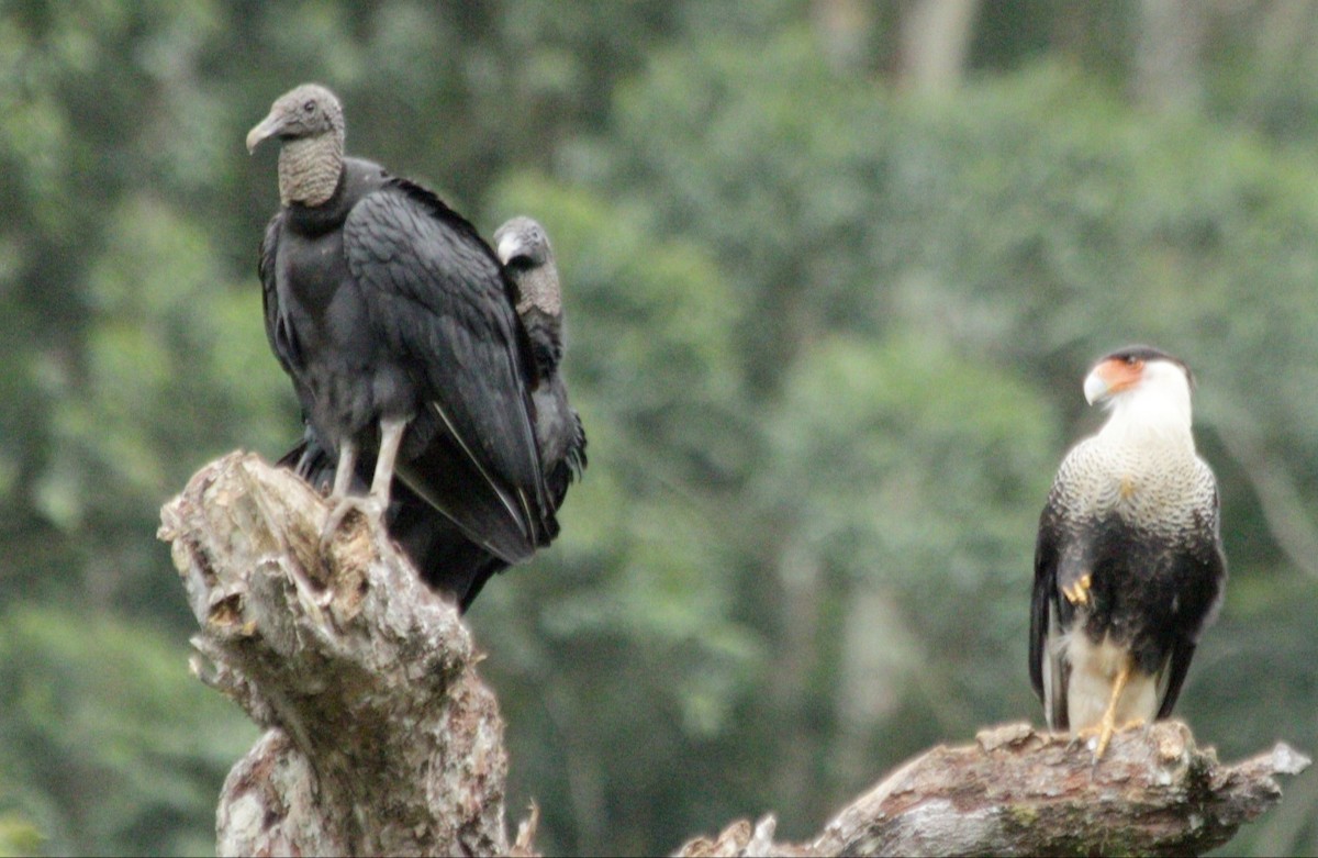 Black Vulture - ML643560594