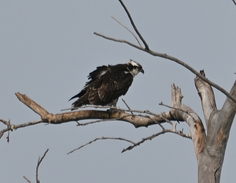 Osprey - ML643560607