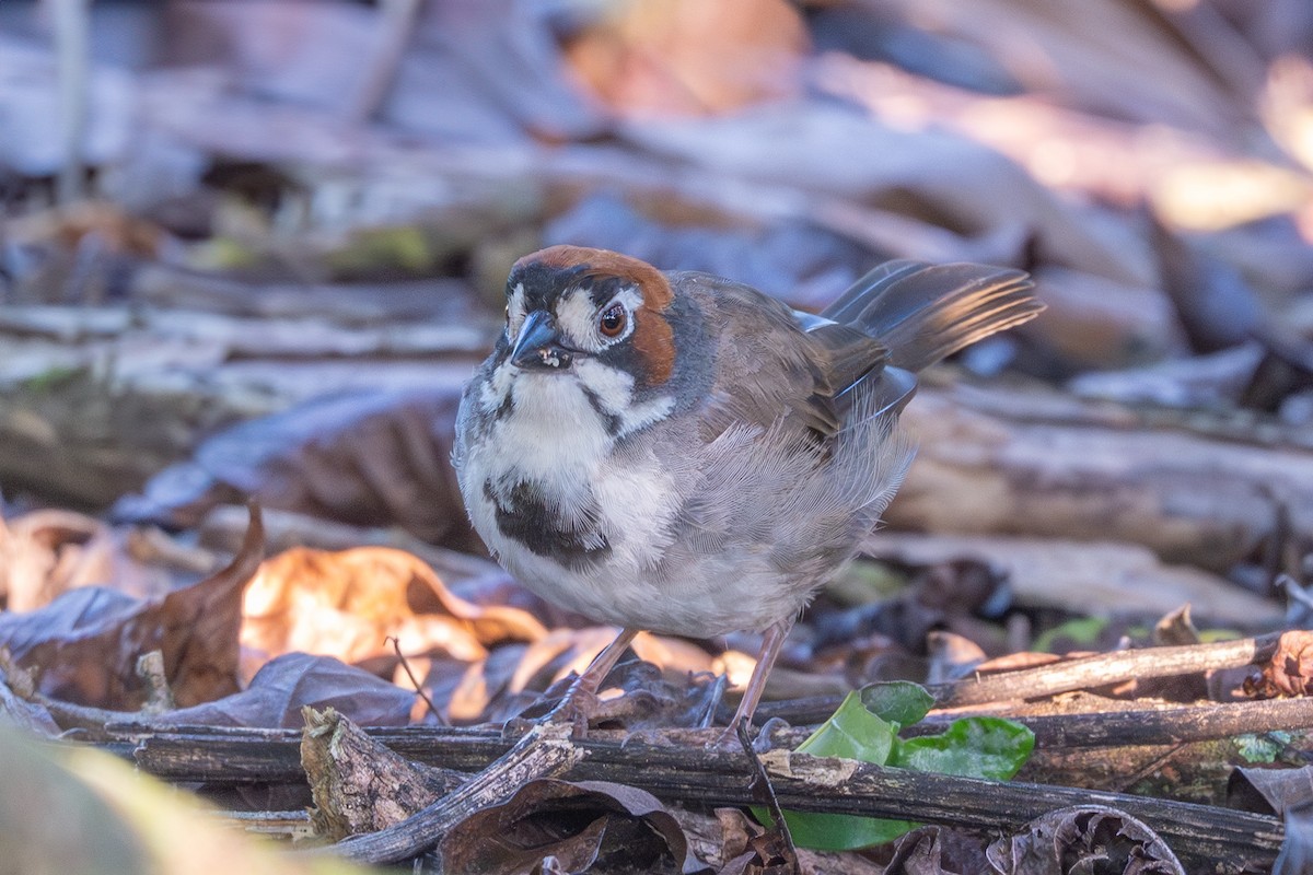 Cabanis's Ground-Sparrow - ML643560613