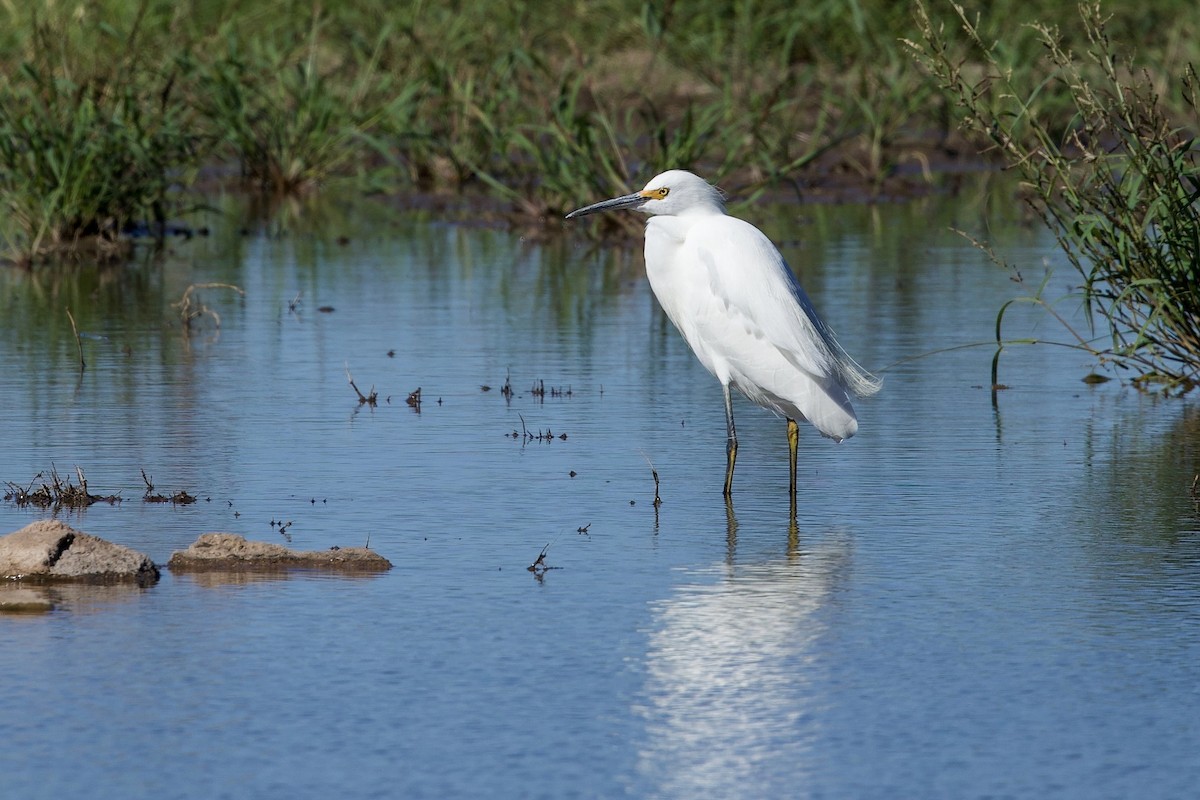 Snowy Egret - ML643560620