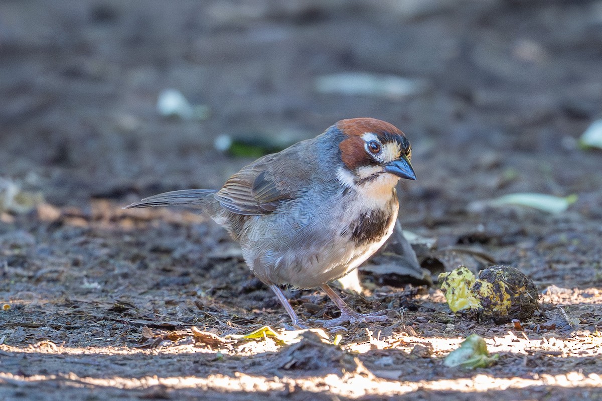 Cabanis's Ground-Sparrow - ML643560627