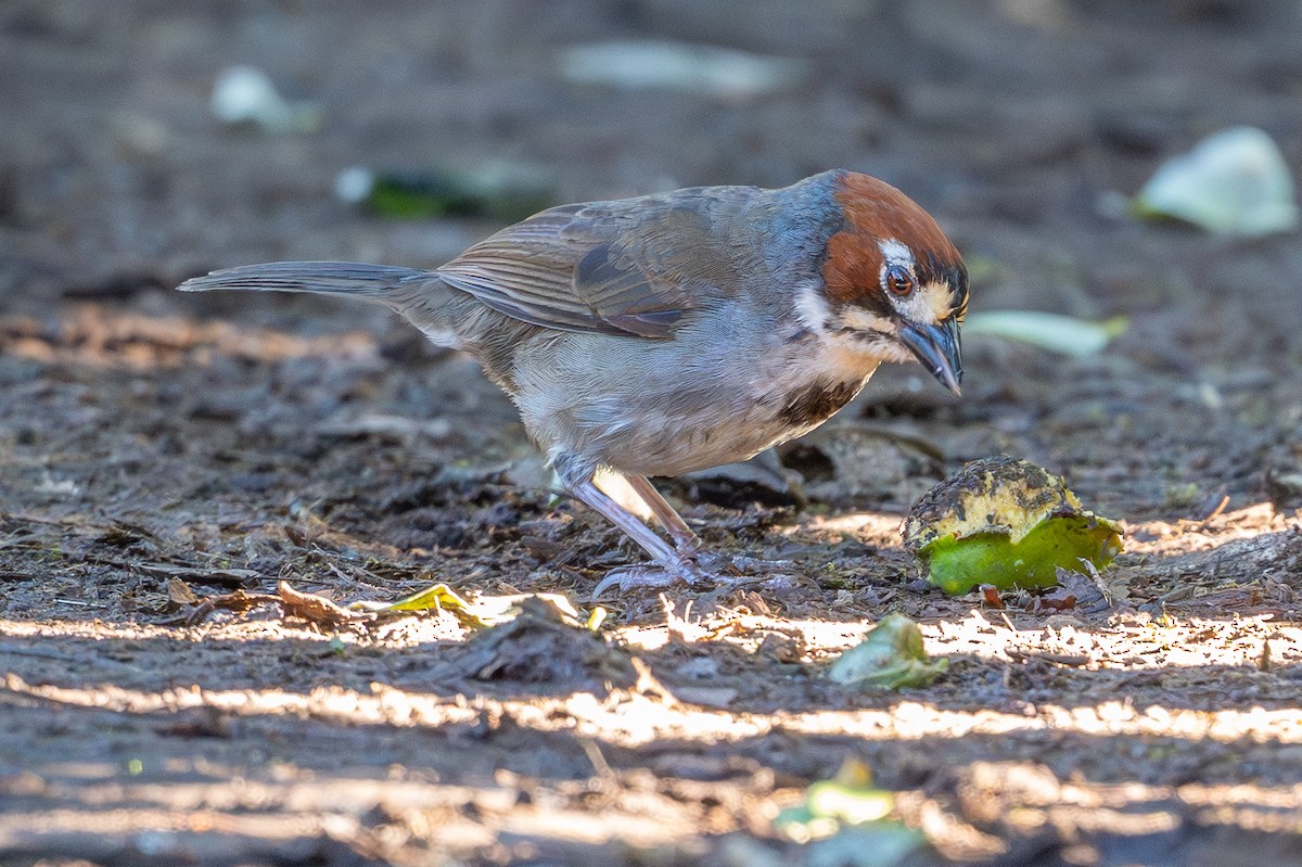 Cabanis's Ground-Sparrow - ML643560630