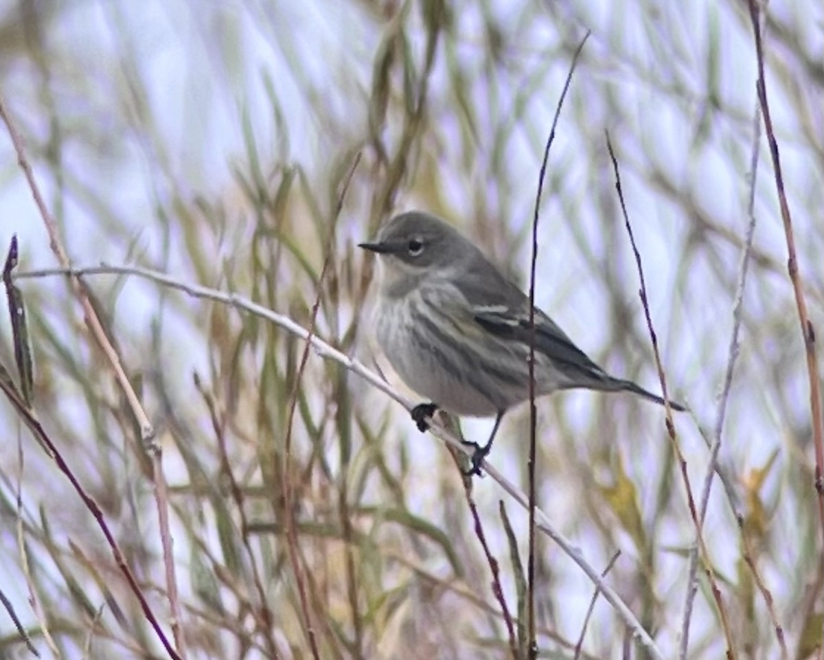 Yellow-rumped Warbler (Myrtle x Audubon's) - ML643560634