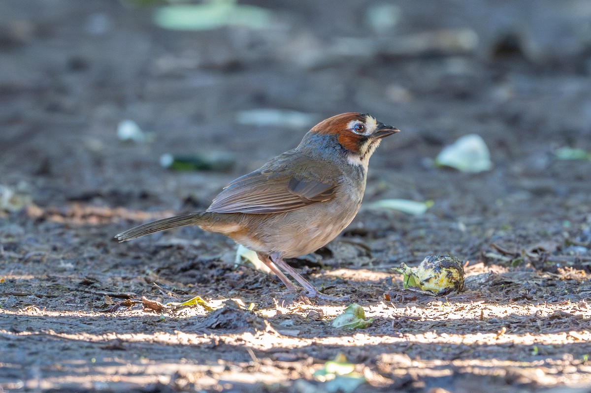 Cabanis's Ground-Sparrow - ML643560637
