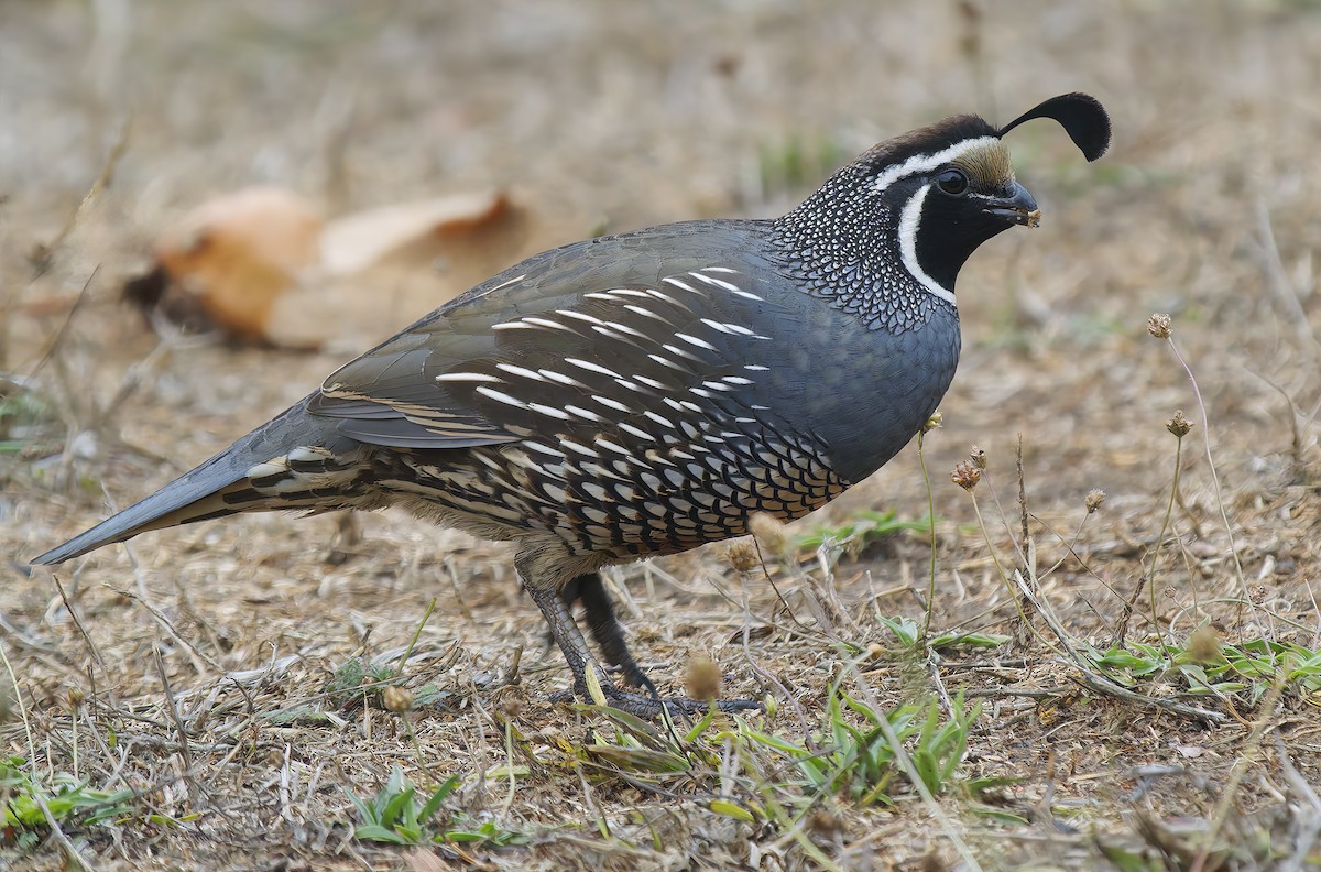 California Quail - ML643560639