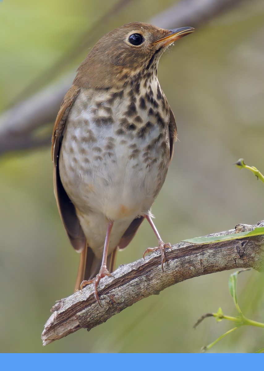 Hermit Thrush - ML643560652