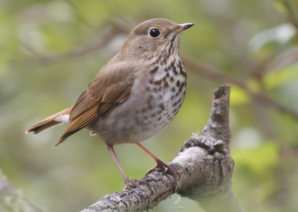 Hermit Thrush - ML643560653