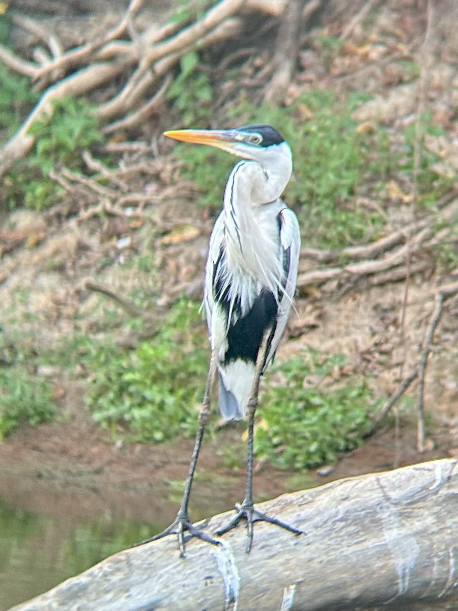 Cocoi Heron - ML643560659