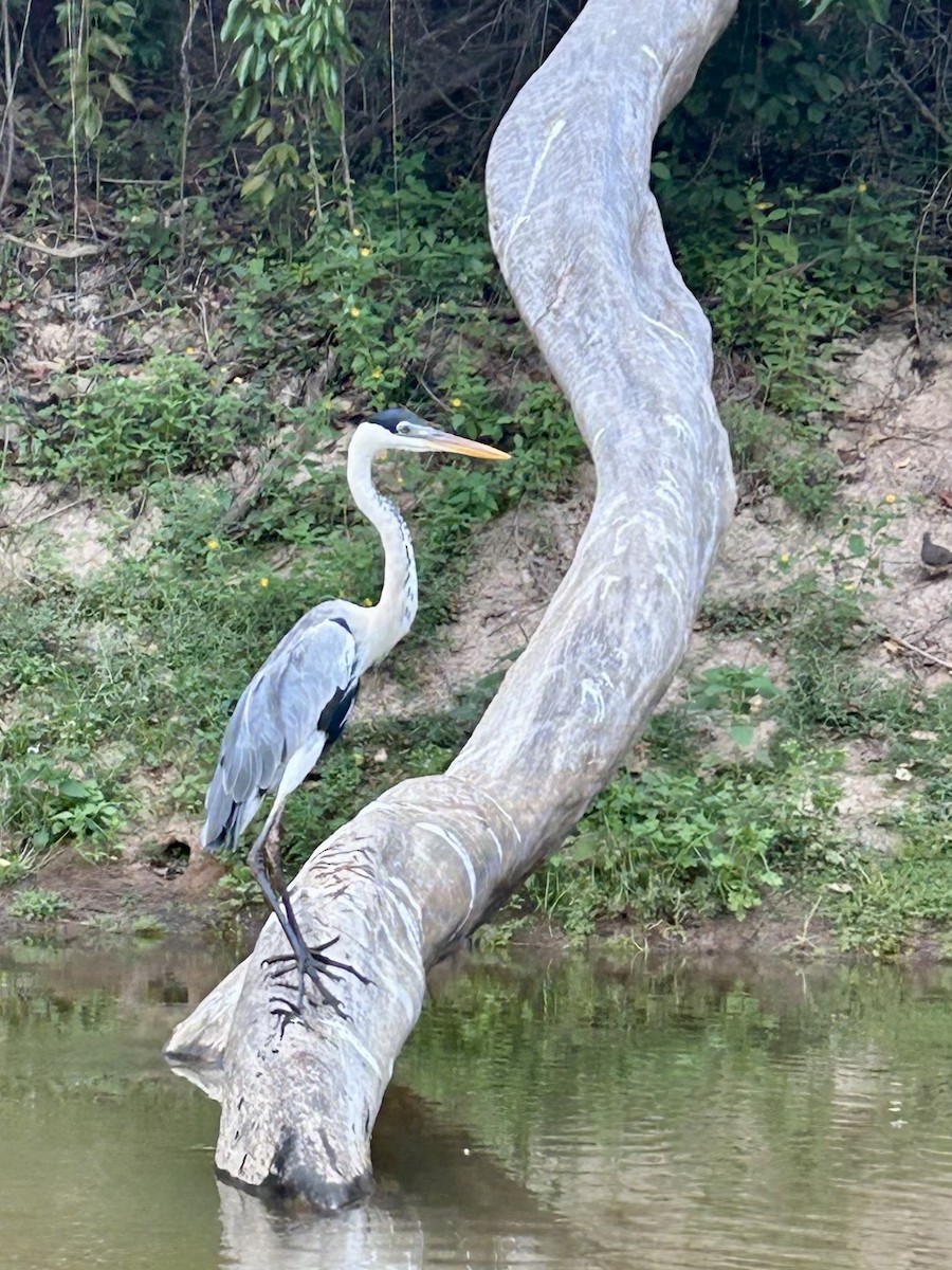 Cocoi Heron - ML643560660