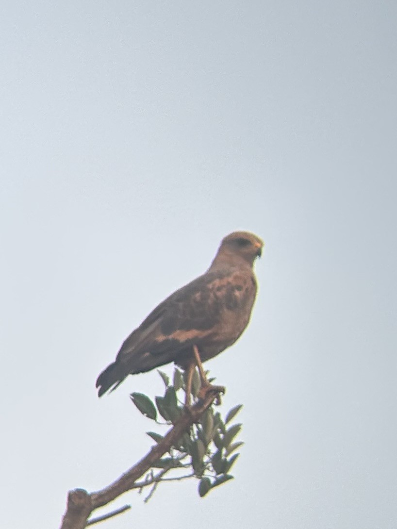 Savanna Hawk - ML643560669