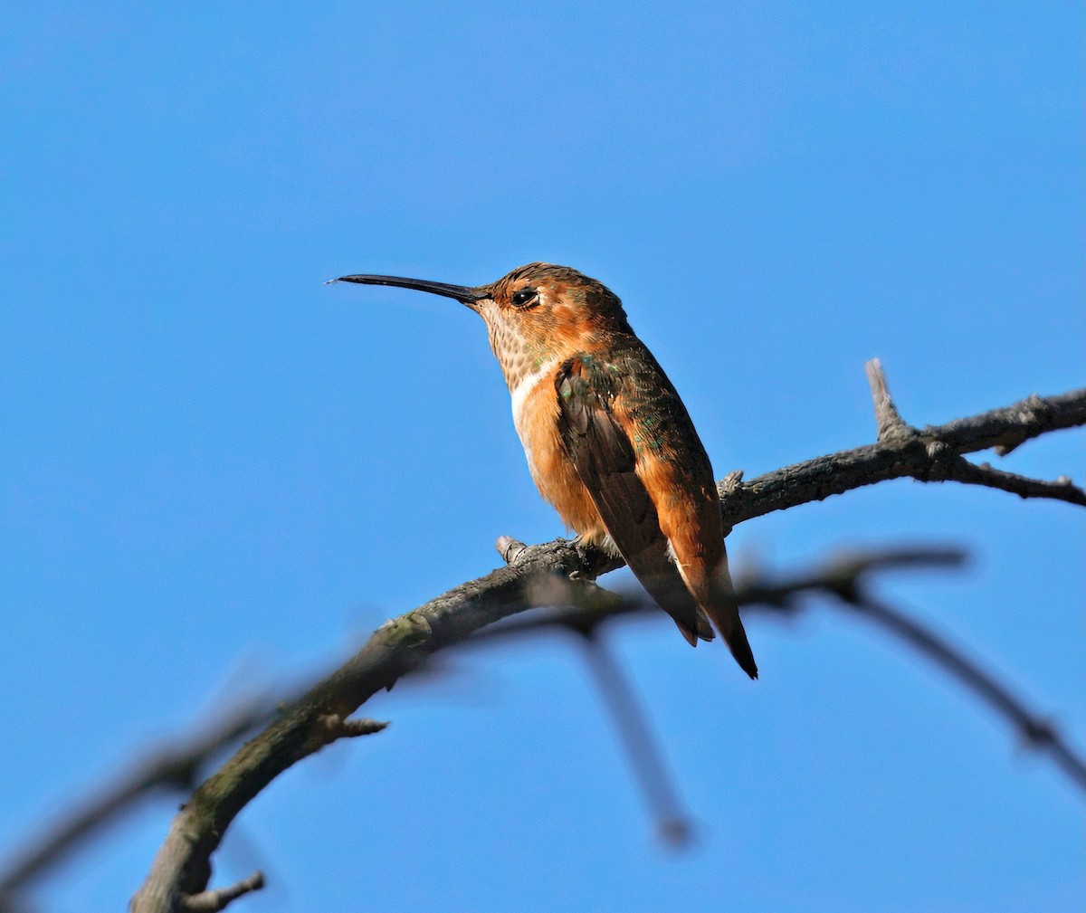 Allen's Hummingbird - ML643560672