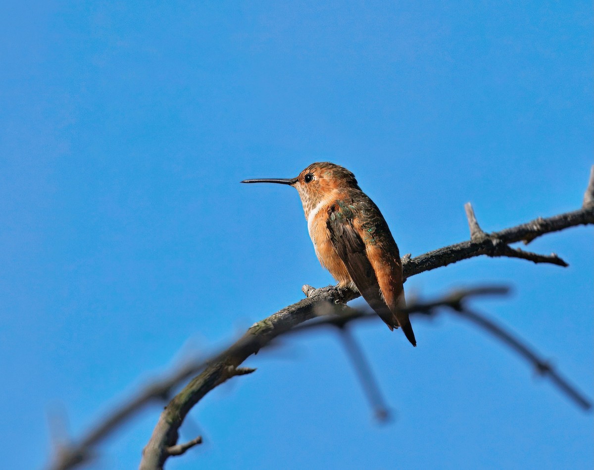Allen's Hummingbird - ML643560673