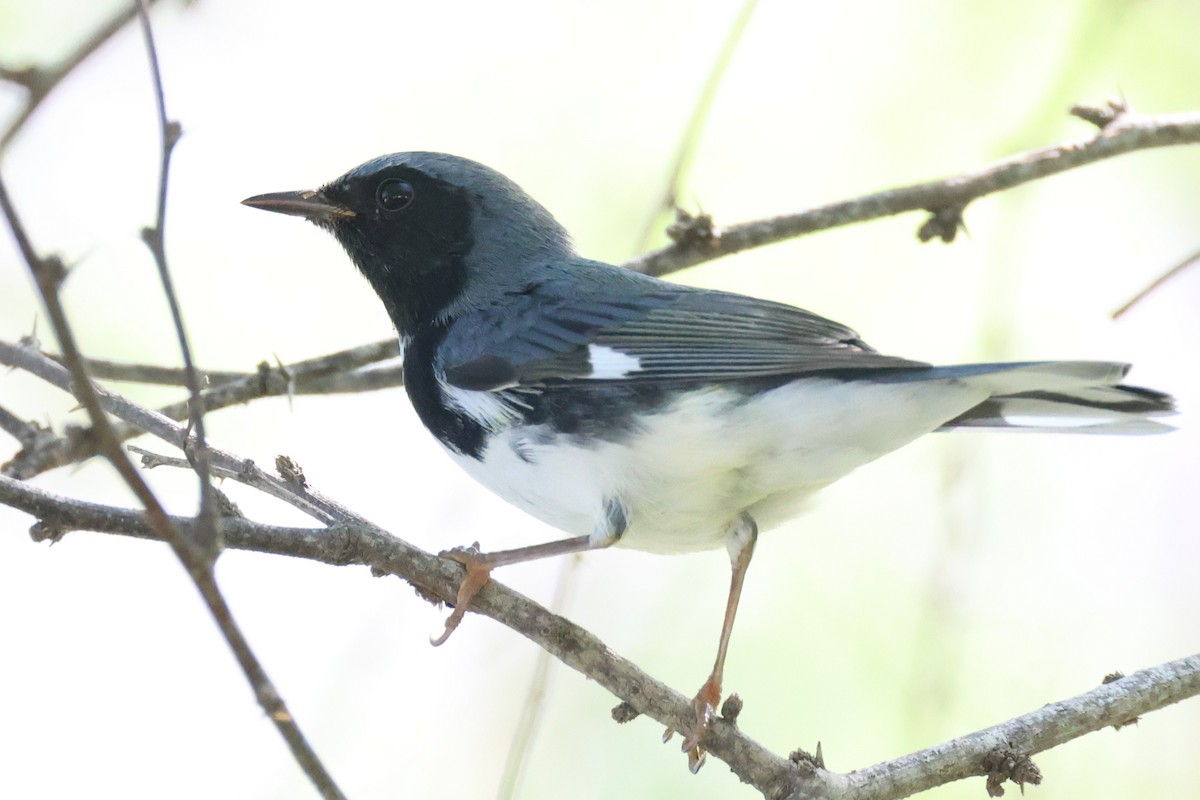 blåparula - ML643560674