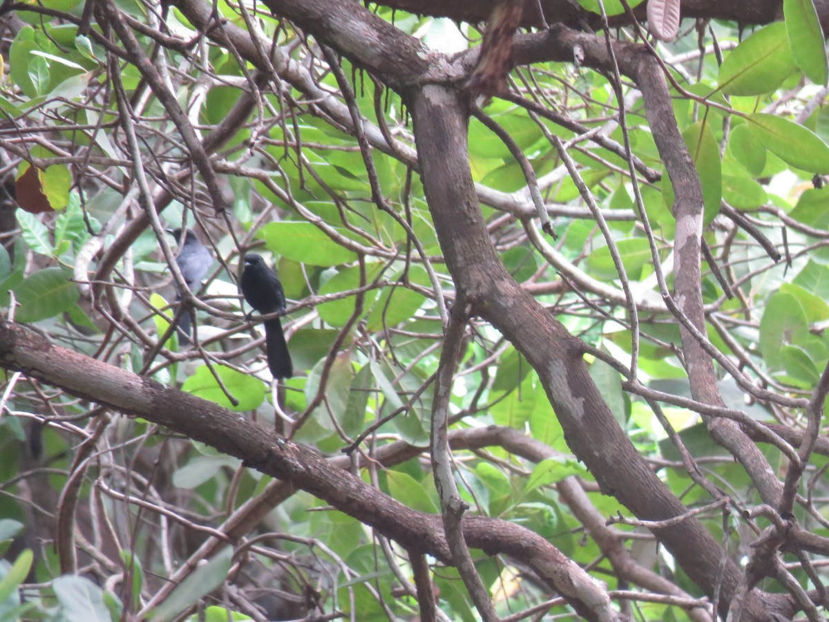 Northern Black-Flycatcher - ML643560677