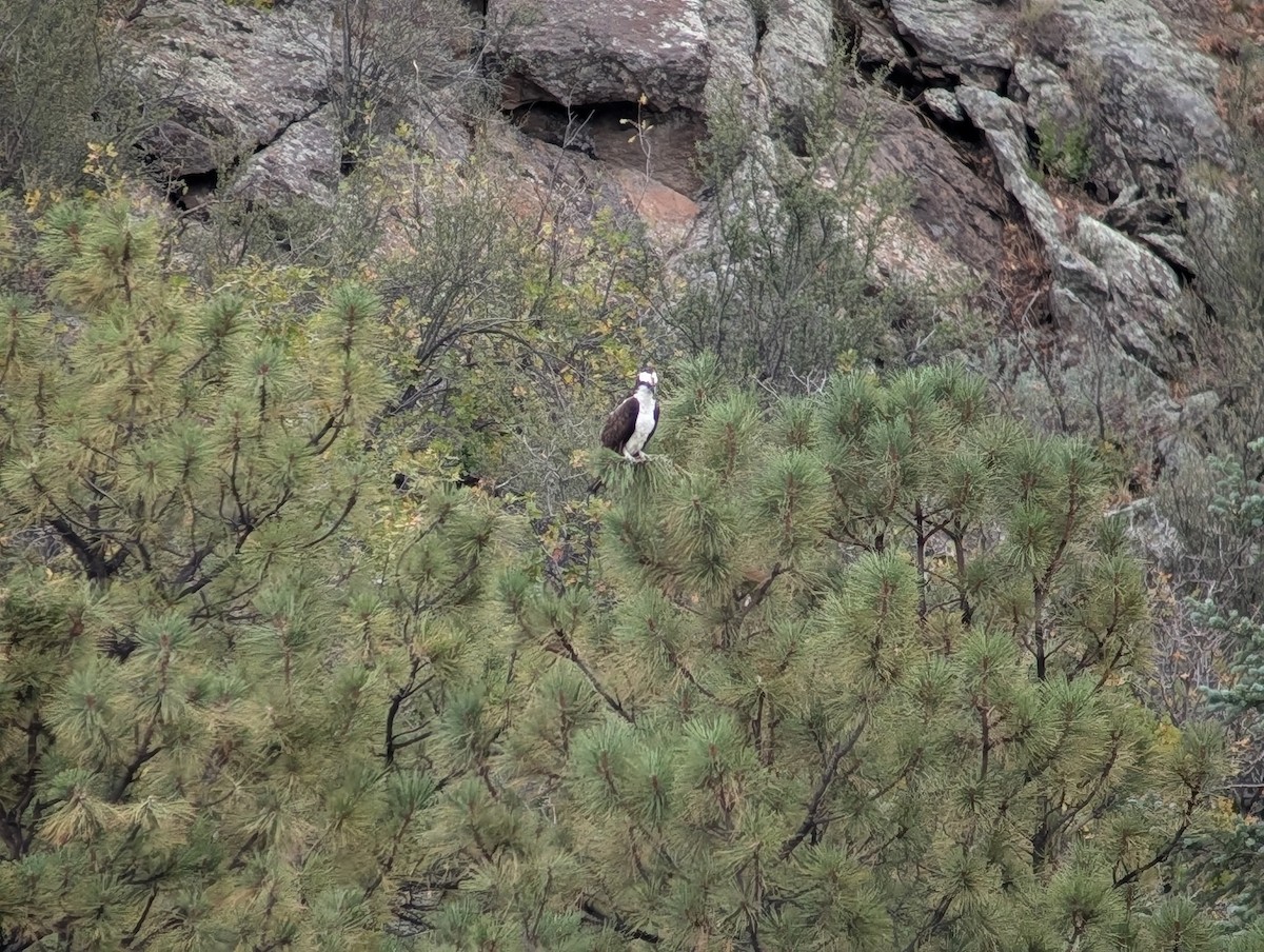 Osprey - ML643560686