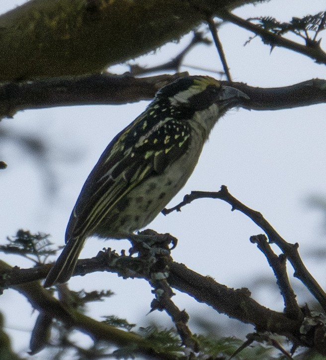 Barbudo Diademado - ML643560693