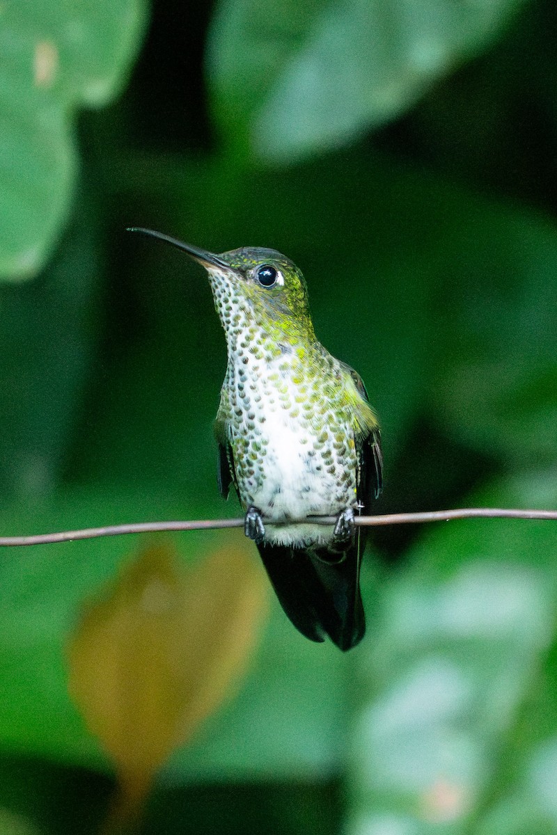 Colibri grivelé - ML643560695