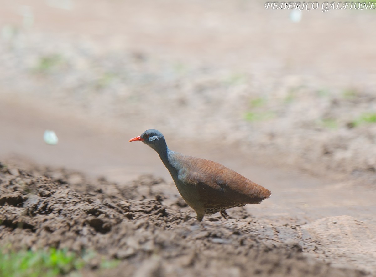 Tataupa Tinamou - ML643560700