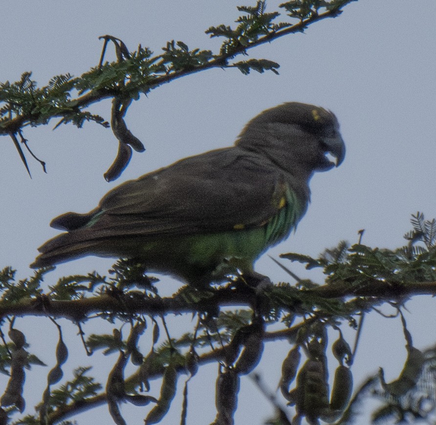 gulissepapegøye - ML643560701