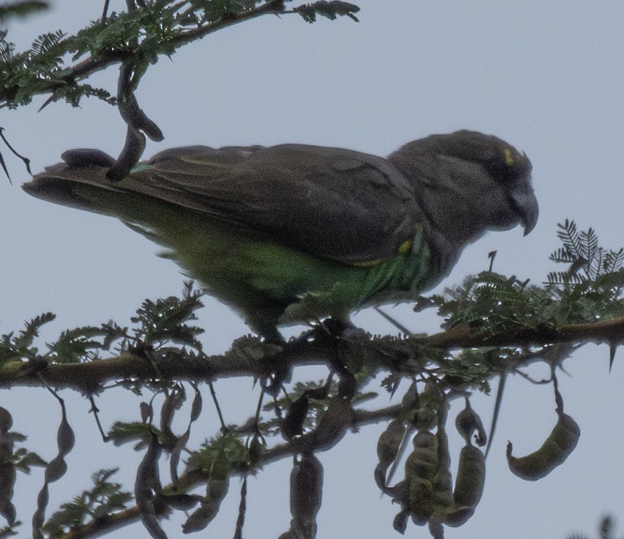 gulissepapegøye - ML643560703