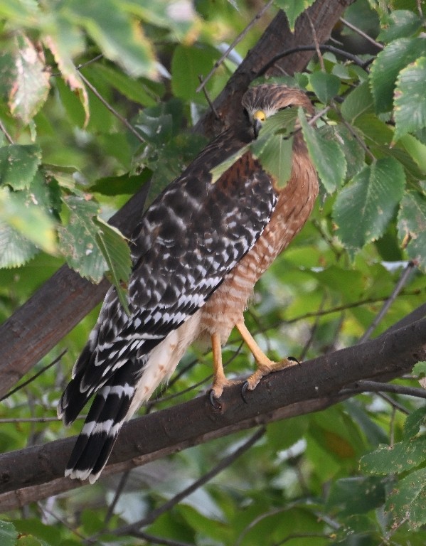 Red-shouldered Hawk - ML643560709