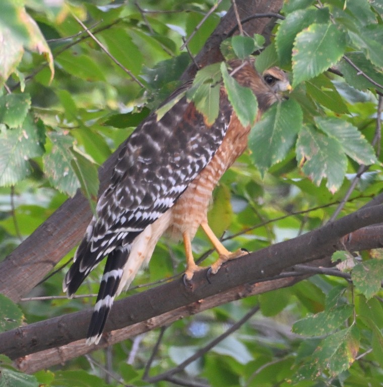 Red-shouldered Hawk - ML643560710
