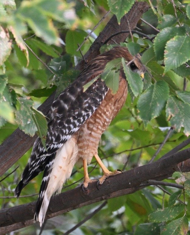 Red-shouldered Hawk - ML643560712