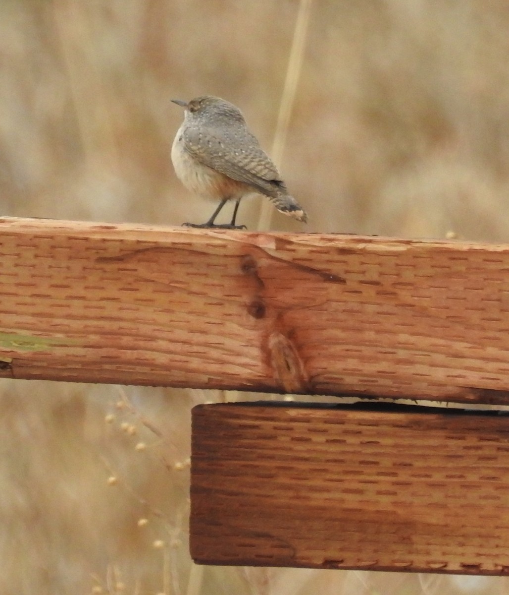 Rock Wren - ML643560718