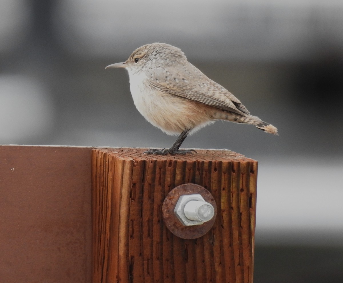 Rock Wren - ML643560719