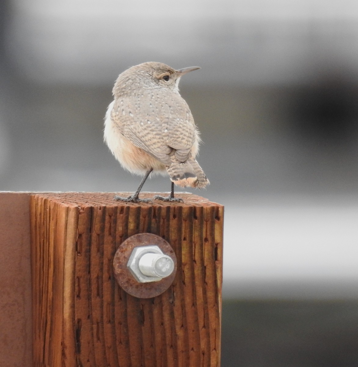 Rock Wren - ML643560720