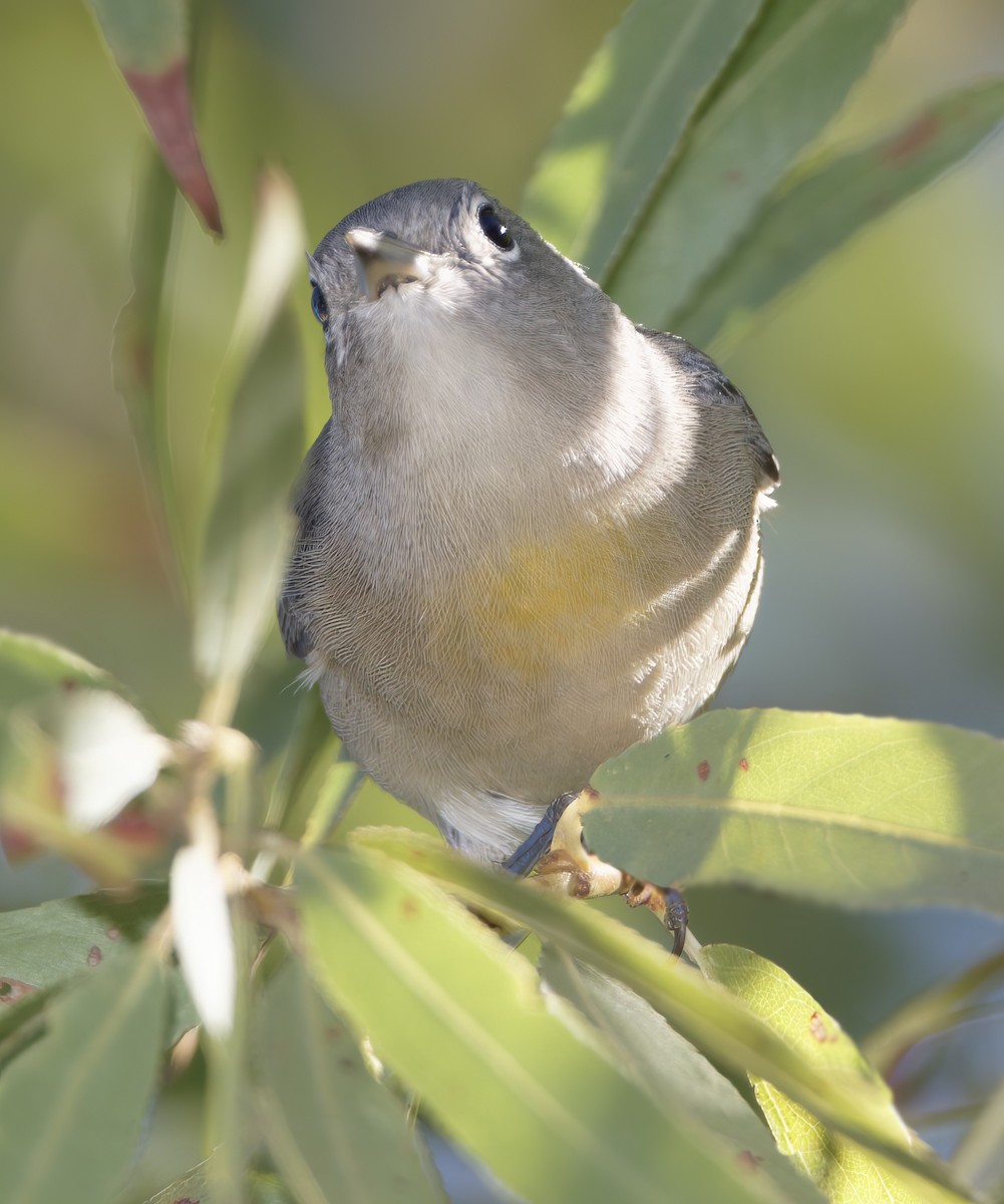 Virginia's Warbler - ML643560722