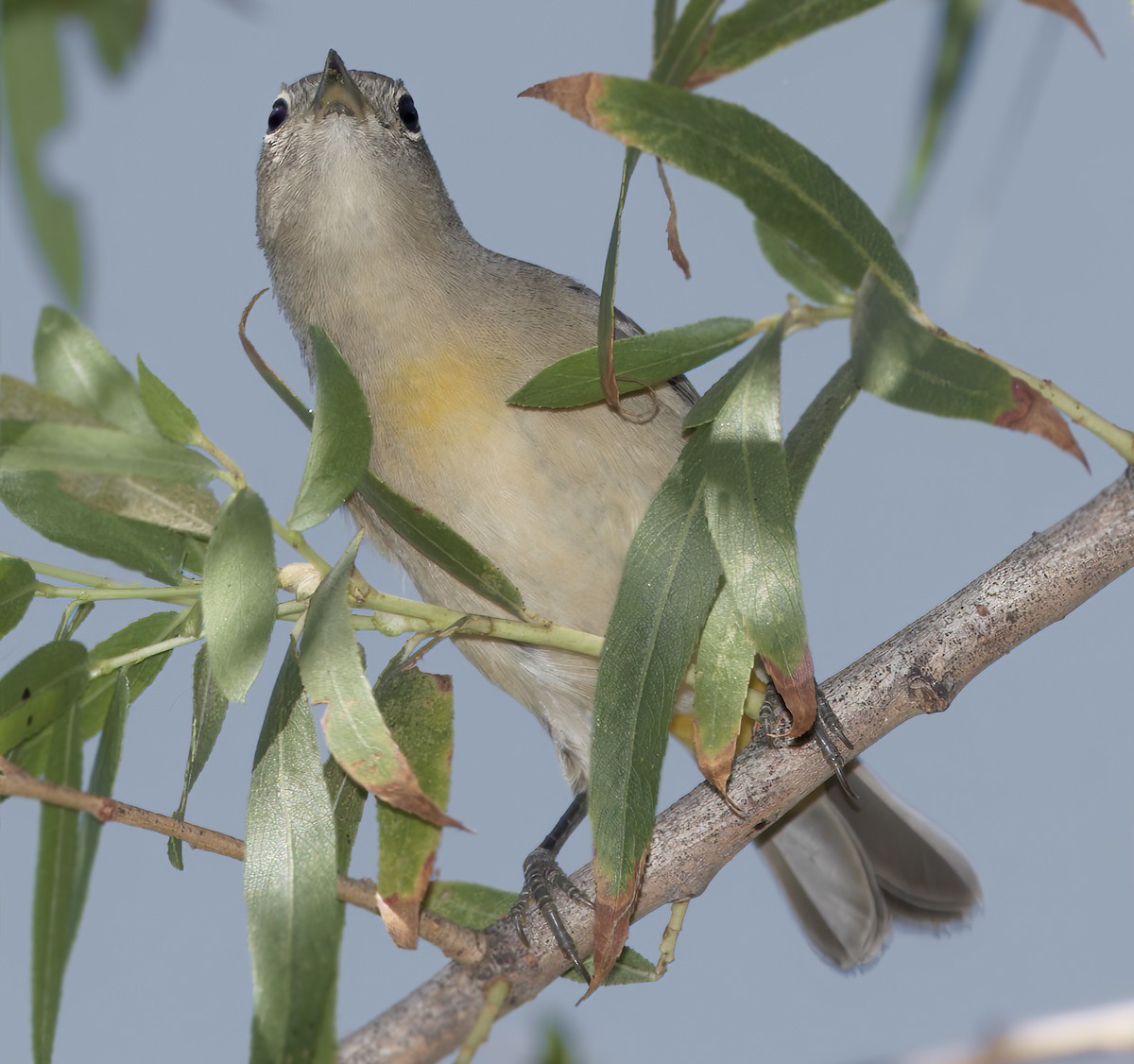 Virginia's Warbler - ML643560723