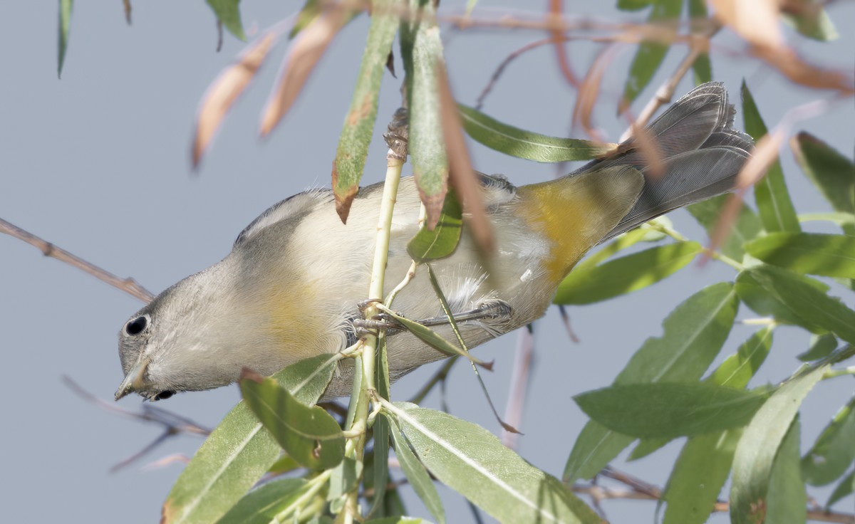 Virginia's Warbler - ML643560724