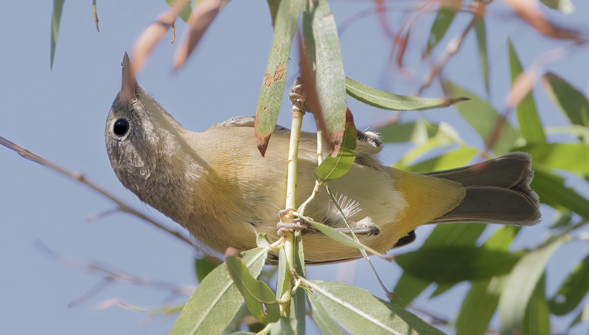 Virginia's Warbler - ML643560725