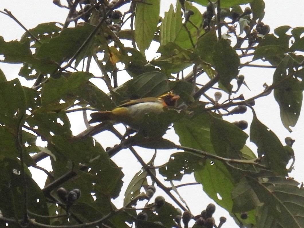 Guira Tanager - ML643560736