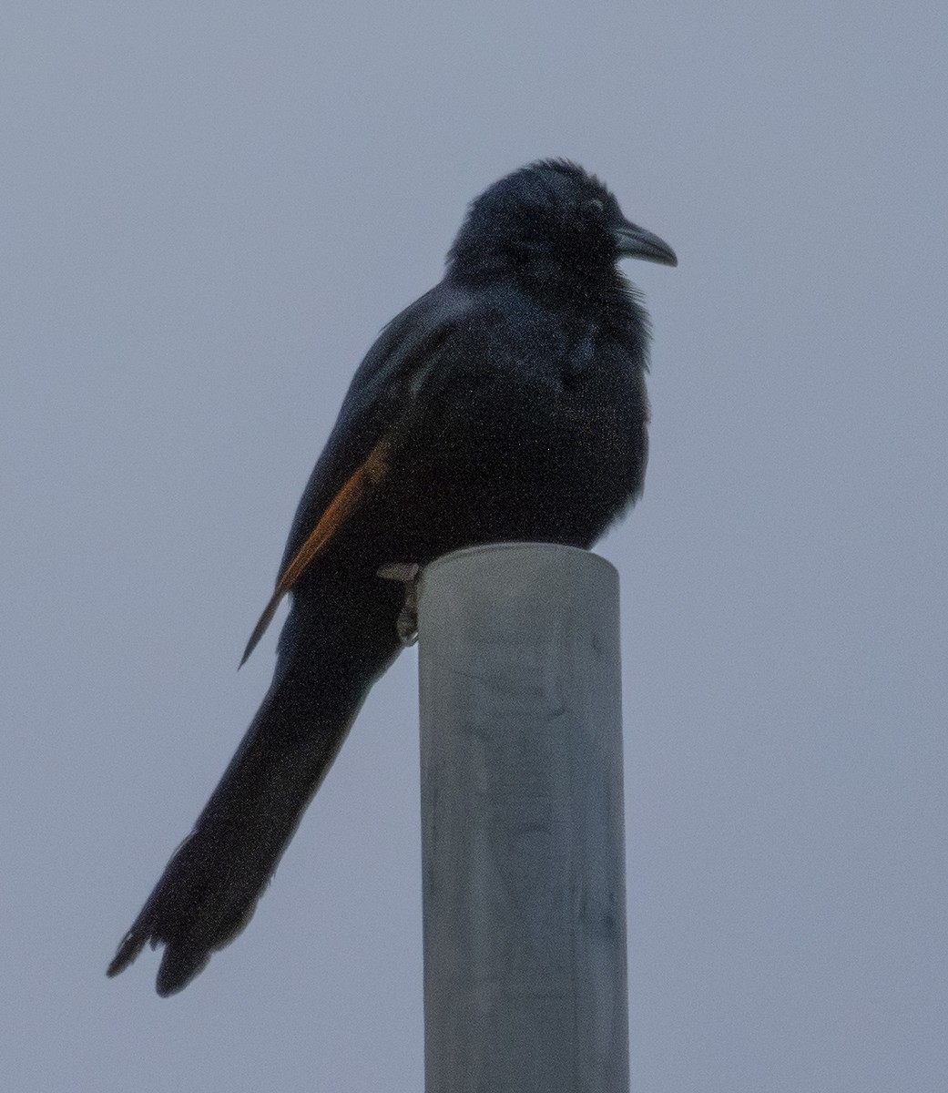 Red-winged Starling - ML643560737