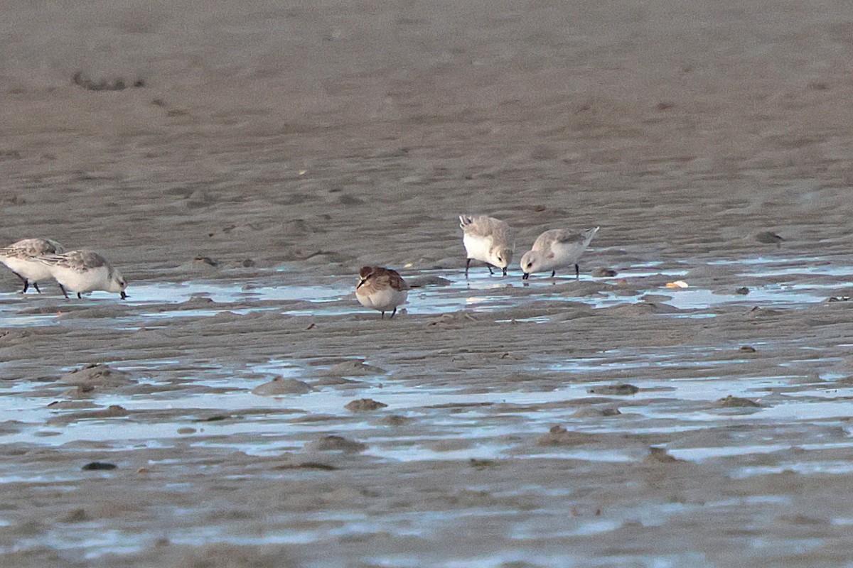 Байрдийн элсэг - ML643560748