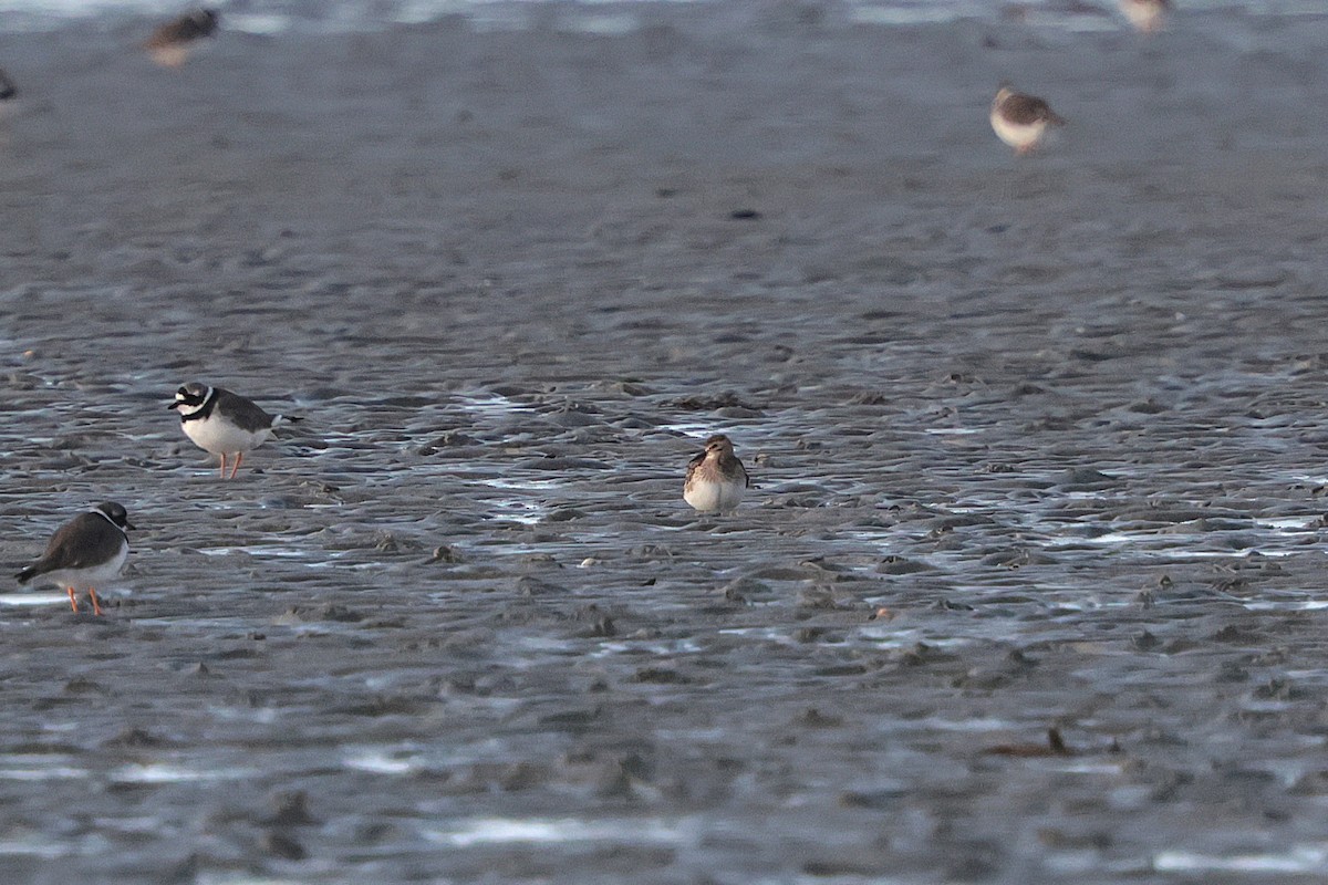 Байрдийн элсэг - ML643560749