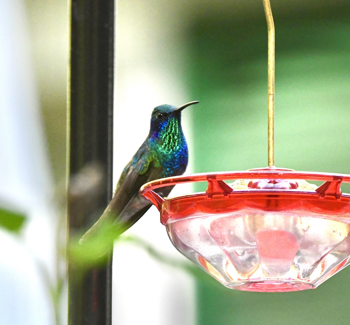 Colibri thalassin - ML643560753