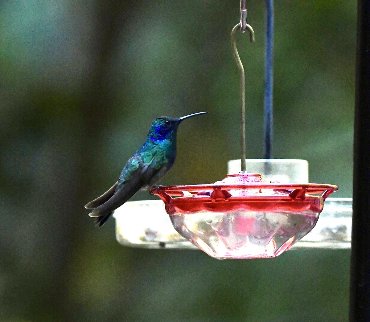 Colibri thalassin - ML643560754