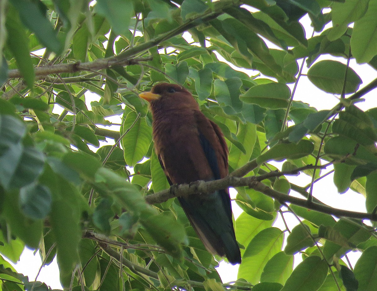 Broad-billed Roller - ML643560760