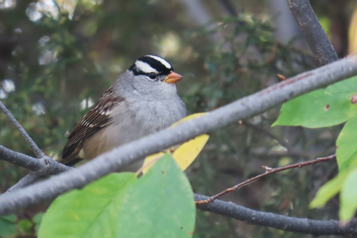 strnadec bělopásý (ssp. oriantha) - ML643560762