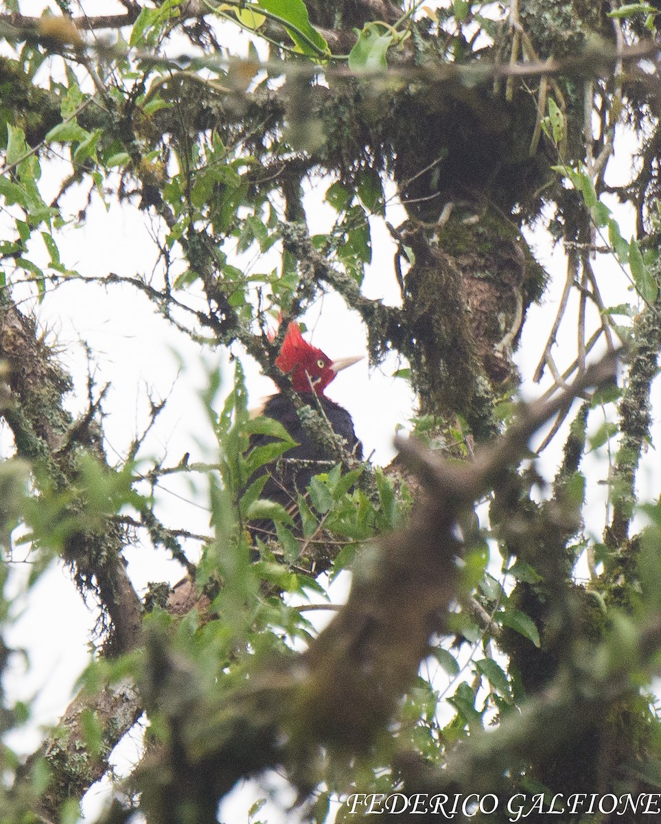 Cream-backed Woodpecker - ML643560763