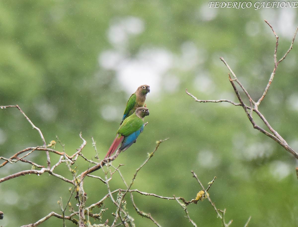 Green-cheeked Parakeet - ML643560768