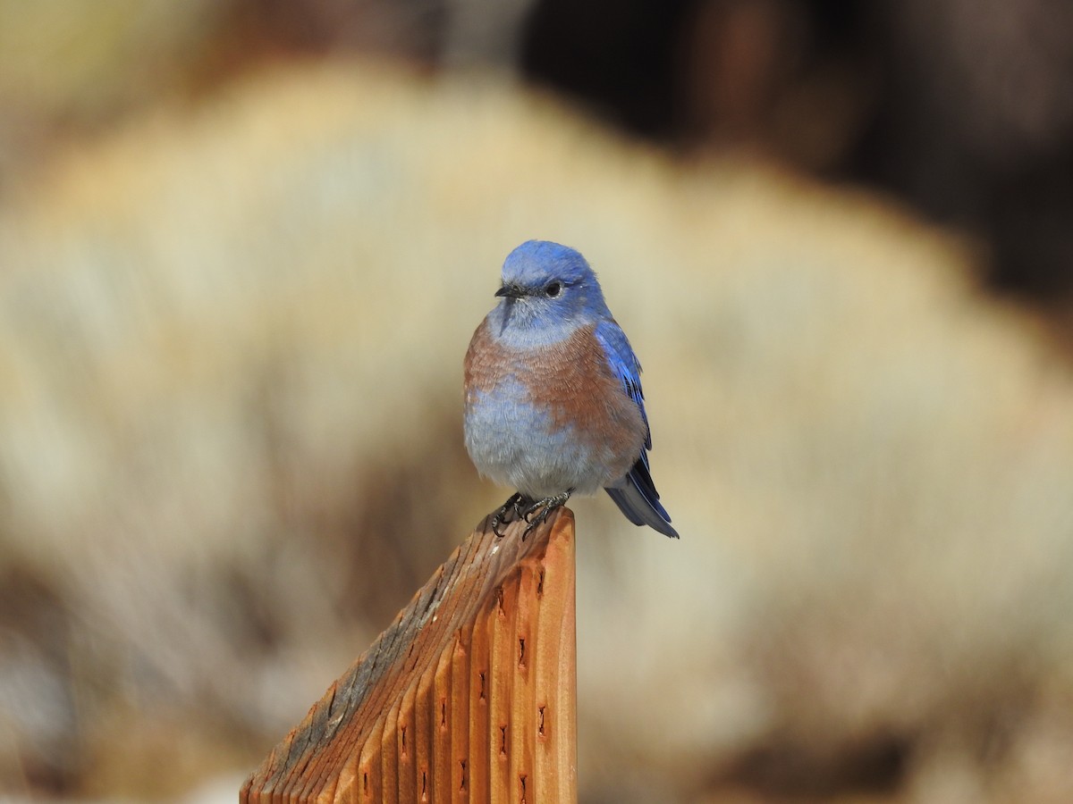 Western Bluebird - ML643560769