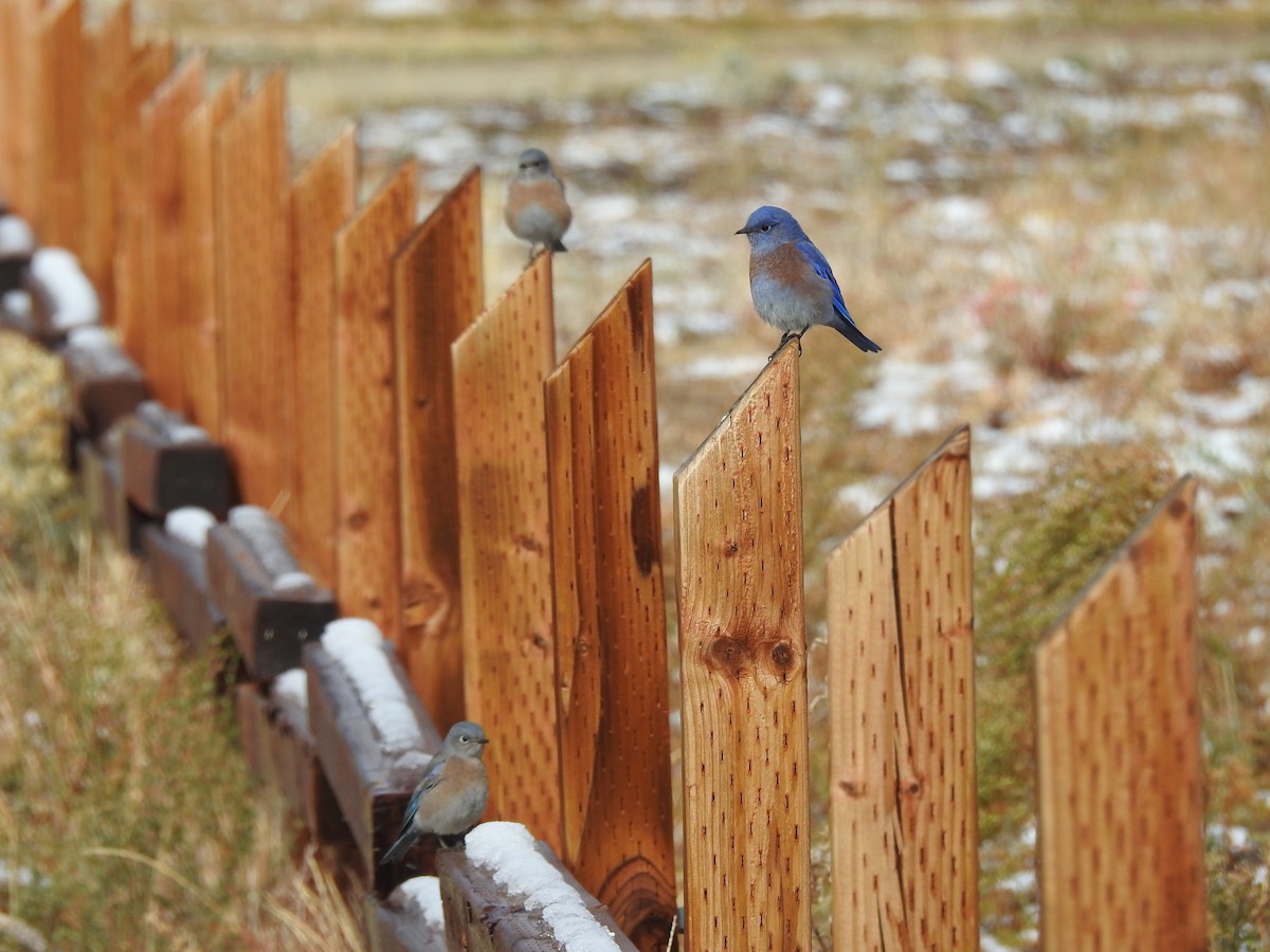 Western Bluebird - ML643560770