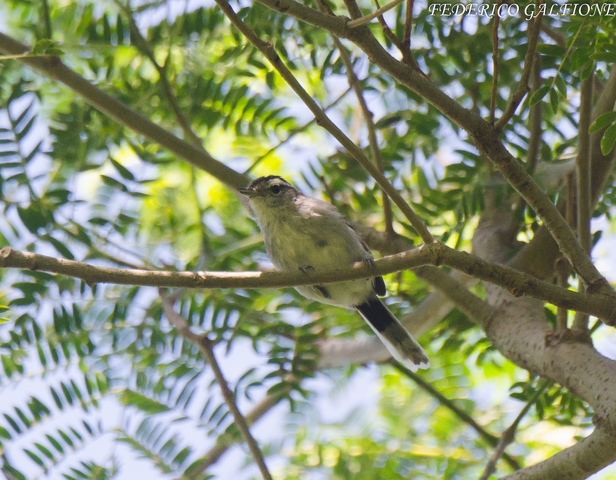 Black-capped Antwren - ML643560780