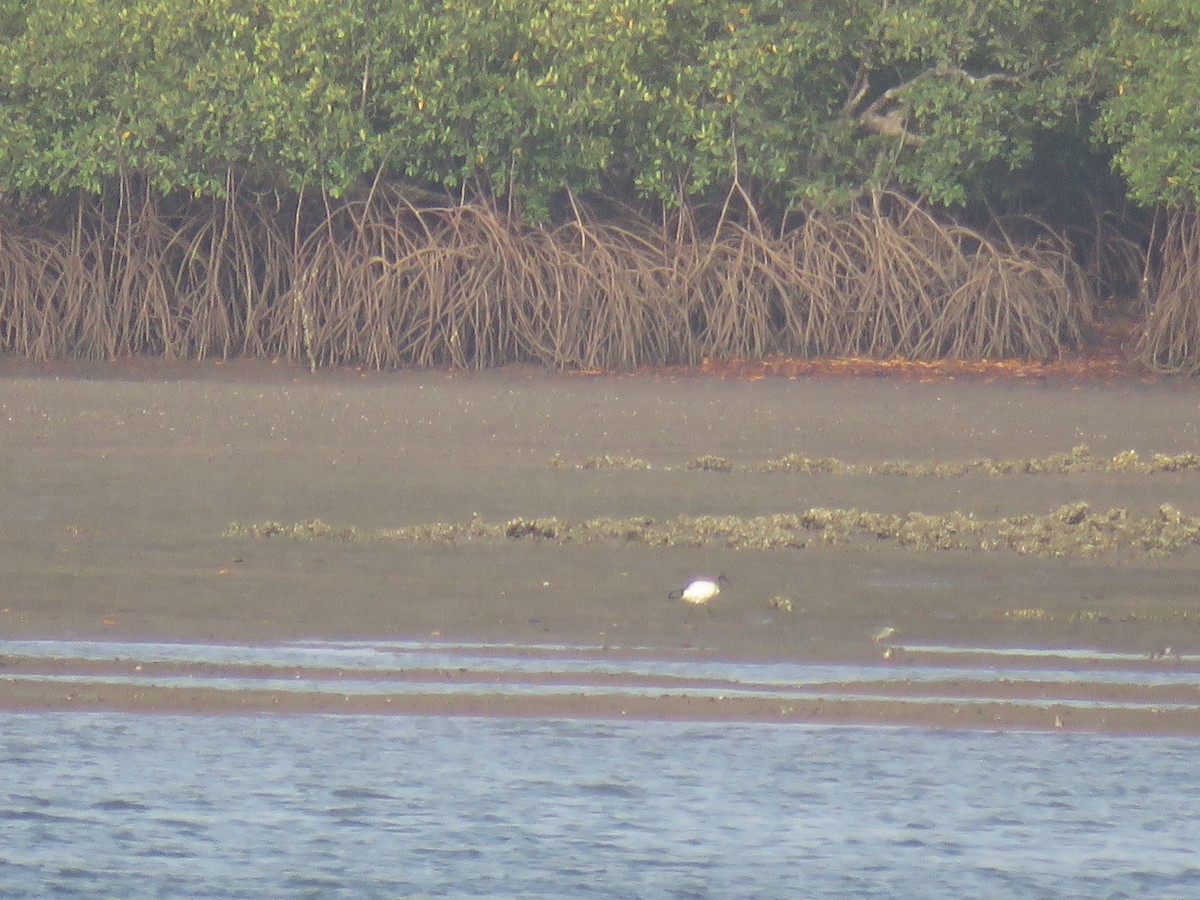 African Sacred Ibis - ML643560792