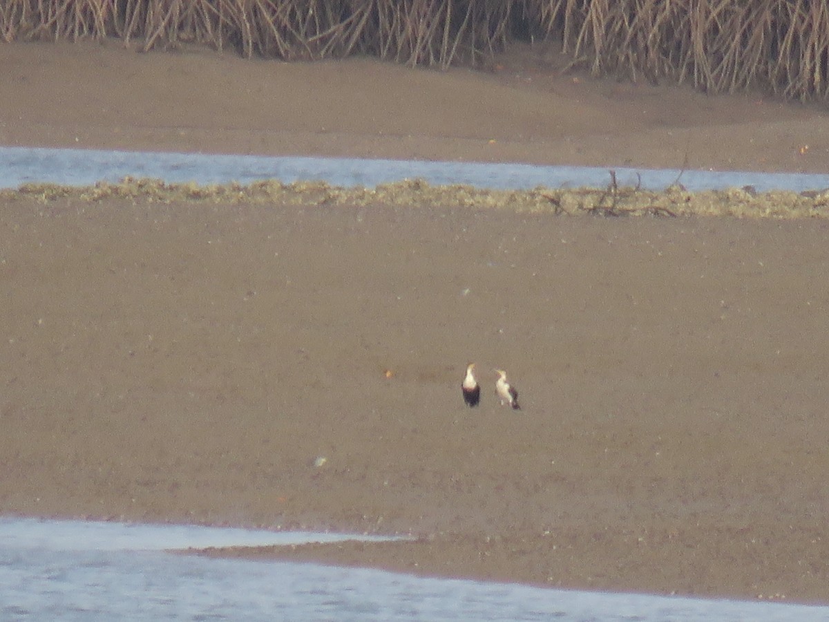 Great Cormorant - ML643560797